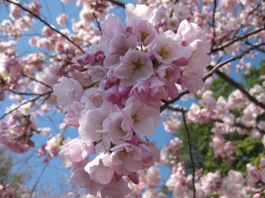 Cherry Blossoms at Tidal Basin